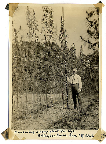 HANDOUT PHOTO: Lyster H. Dewey measuring a 4 meter tall hemp plant at Arlington Farm, August 28, 1929. (Courtesy of Adam Eidinger/ Hemp Industries Association) StaffPhoto imported to Merlin on Mon May 10 20:11:09 2010