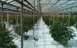 Une serre de 2,7 hectares recyclée de la tomate au cannabis